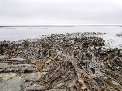 巨型海藻, 大西洋, 福克兰群岛马尔维纳斯群岛的巨大纠结