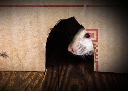 白鼠从盒子里偷看