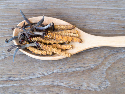 Ophiocordyceps 或蘑菇虫草这是一根放在木勺上的草药。在木桌上。国家有机医学