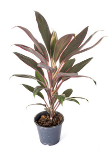 cordyline 盆栽植物在白色背景之下