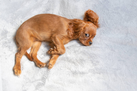 可爱的小狗放松在柔软的毯子上