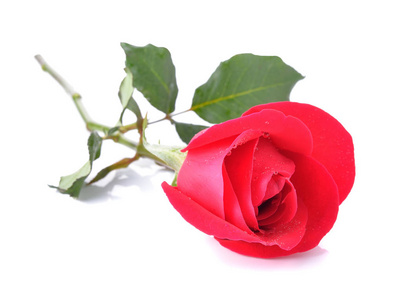 美丽的红玫瑰在白色背景上孤立