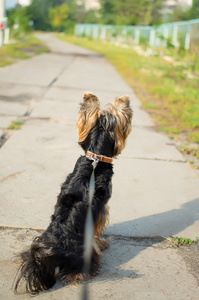 狗约克夏犬