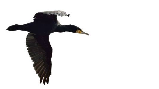 大鸬鹚 Phalacrocorax 碳水化合物, 希腊