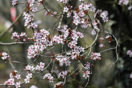 春天树上的粉红色花朵