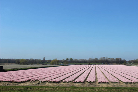 在荷兰春季阿姆斯特丹附近的背景中, 红色和粉红色的五颜六色的郁金香在一个风景与一个花卉领域的对角线行