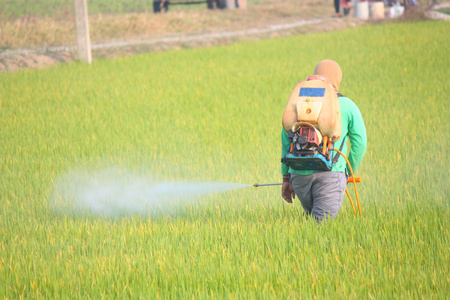 农民在稻田里喷洒杀虫剂