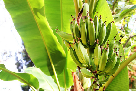 在丛林里的香蕉树图片