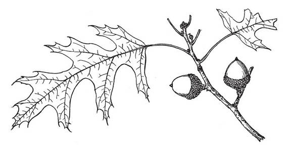 红橡植物的树枝, 复古线条画或雕刻插图