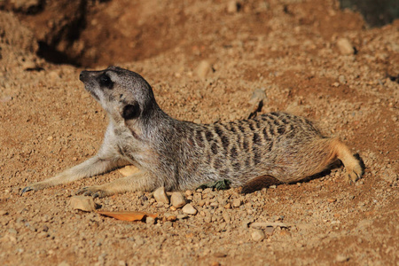 suricata 动物的详细资料