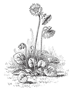 图片显示加尼拉索尔达内的阿尔皮纳植物。它属于比利牛斯山族和 Primulaceae 的成员。叶子是小的, 心形的。花是白色的, 