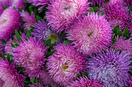 在夏季花园中的褶边紫色紫苑。一束盛开的翠菊。茂盛的新鲜洋红花紫苑在花坛里生长
