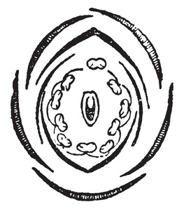 一幅图片显示, 在不同的花萼, 花冠, 雄蕊和心皮形成的剖面, 甜豌豆花剖面。它被称为山黧豆, 复古线画或雕刻插图