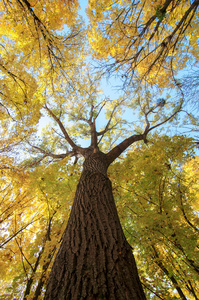 在阳光明媚的森林，秋天的自然背景多彩树枝