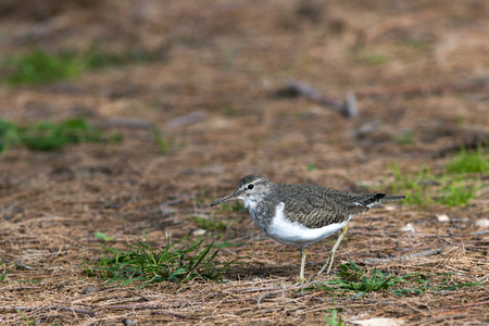 普通鹬 Actitis hypoleucos。克里特岛, 希腊