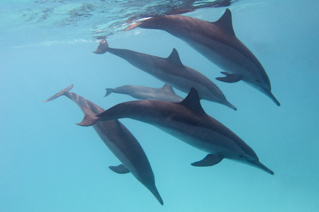 一些海豚在热带海洋上蓝色的水背景