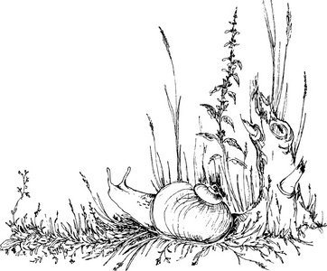 手绘制的蜗牛在草地上