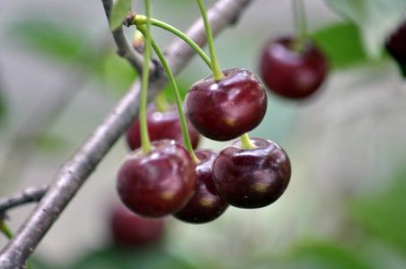 在树枝上, 成熟的红樱桃浆果