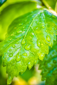 绿色的叶子上雨下落