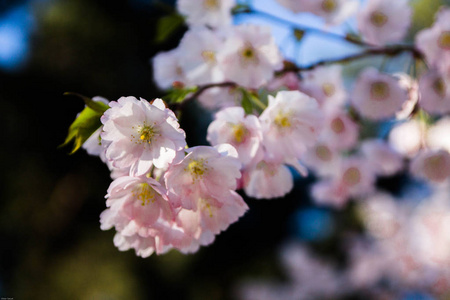 樱花。日本樱桃。日本樱桃花店