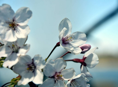 粉红色的白色樱花盛开。樱桃花小簇在樱桃树枝上。樱花日本樱花在植物园里