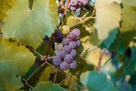 葡萄红色成熟葡萄, 特写视图