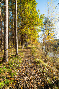 在树林里的秋天彩色的旅游步道图片