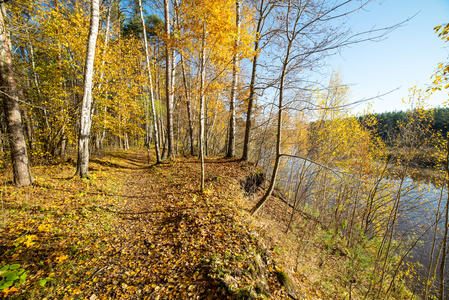 在树林里的秋天彩色的旅游步道