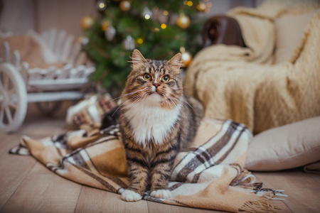 狸花猫戏剧 爪子 假日