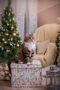 狸花猫戏剧 爪子 假日