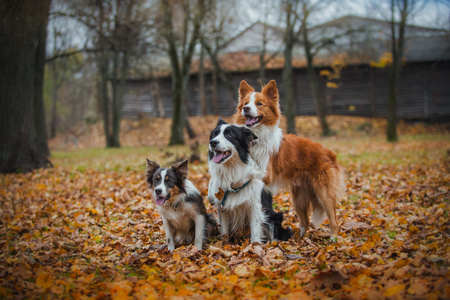 听话的狗品种边境牧羊犬。肖像，秋天，大自然，技巧，培训