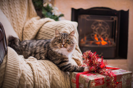 狸花猫戏剧 爪子 假日