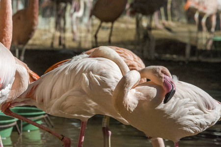 南巴西巴拉那州州 Iguacu 鸟类公园的粉红火烈鸟特写