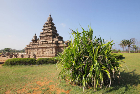 美丽的 Tamilnadu 州, Mamallapuram, 印度