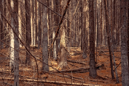 森林神秘景观与干燥的老冷杉树图片