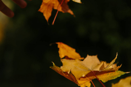 美丽和明亮的秋天背景与黄色和红色的叶子在一个晴朗的日子