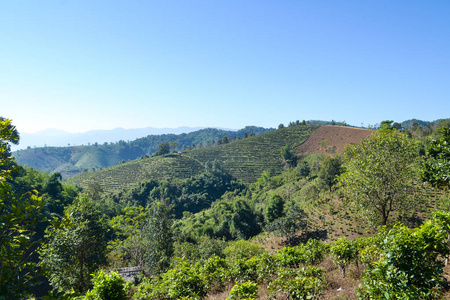 山上种植茶园景观