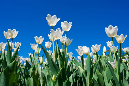 郁金香花