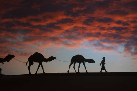 骆驼的剪影 单峰骆驼 在沙漠中反对黑暗, 红色, 多云的天空