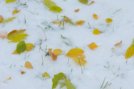 纹理, 背景, 图案。黄红秋叶在第一次下雪。树叶躺在雪地上, 在地上