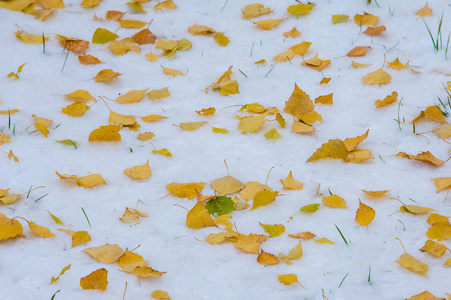 纹理, 背景, 图案。黄红秋叶在第一次下雪。树叶躺在雪地上, 在地上