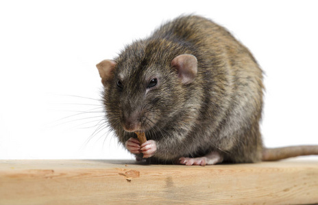 一只老鼠正在嚼着白色背景的松木板。