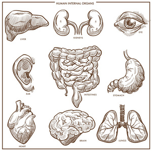 人体内脏矢量素描