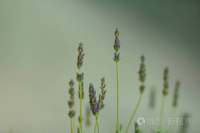 希瑟花.在绿色的草地上盛开的石楠花.绿色背景.选择性