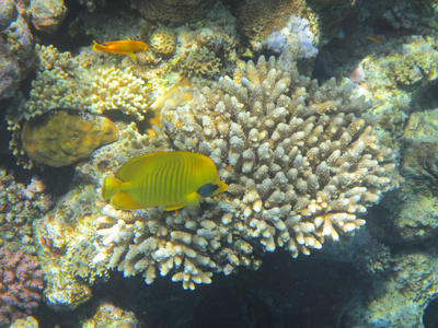 鱼类和珊瑚红海