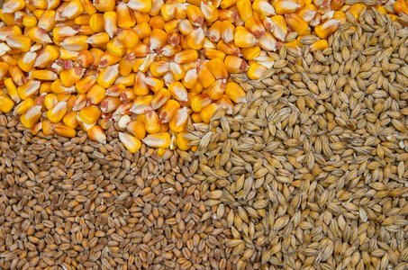 小麦大麦和玉米