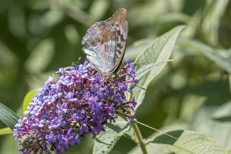 buddleia 上的蜜蜂