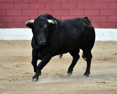 长着大角牛在西班牙
