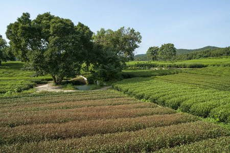 秋天阳光下的绿茶种植园