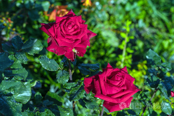 夏日花园花瓣上洒满露珠的深红色玫瑰花, 自然景观设计和园艺